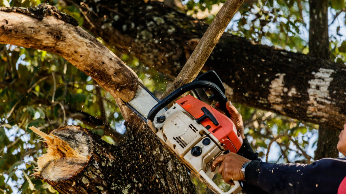 Les avantages de l'élagage régulier pour la santé de vos arbres