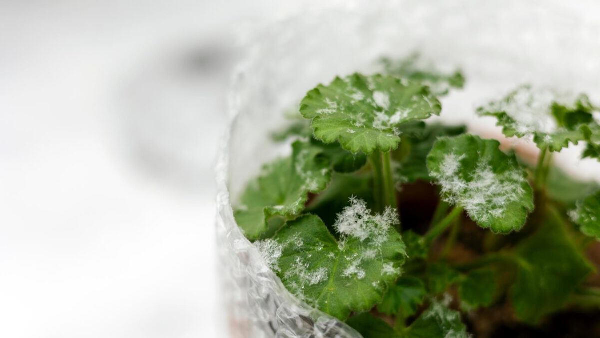 L'importance de l'hivernage : protéger vos plantes durant la saison froide